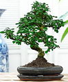 Fukien tea